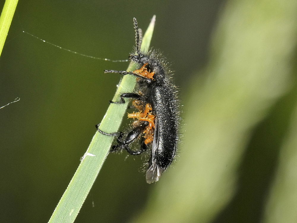 Enicopus pilosus con triungulini 2